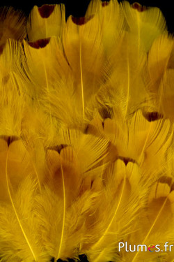 Faisan de Colchide - blanchi - 5-11 cm - jaune